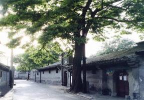 Beijing Hutongs Old Tree
